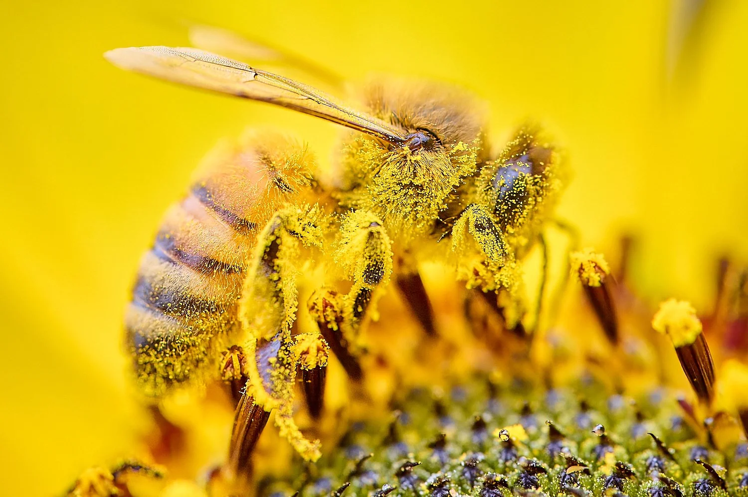 Robert G Allen Photography | A Nikon and Capture One News Blog